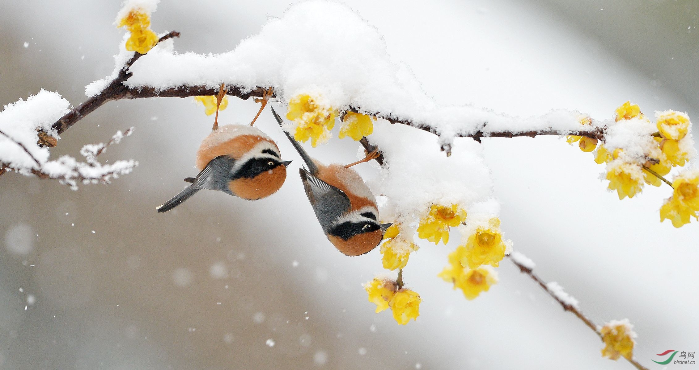 大雪压梅我自赏