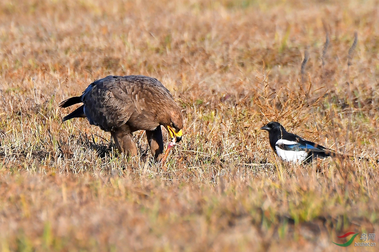 英文名:steppe eagle)为鹰科雕属的鸟类,中文俗名 草原鹰, 大花雕,又