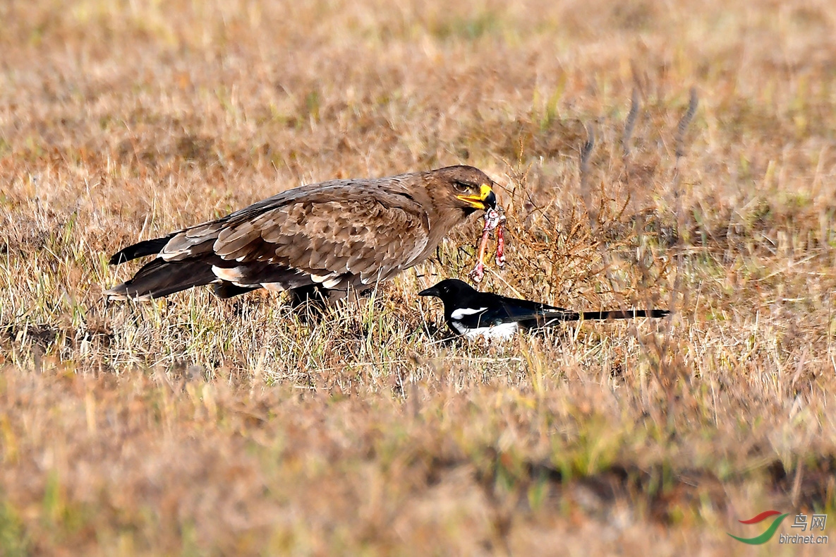 怎样有效驱赶乌鸦 071834upr8ajxgrnu0nuu8.jpg