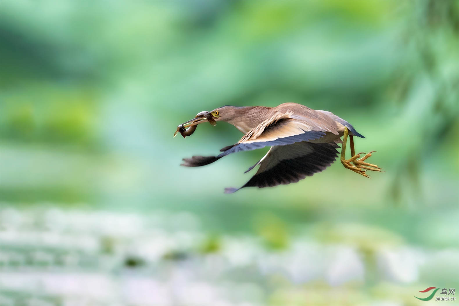 捉泥鳅视频