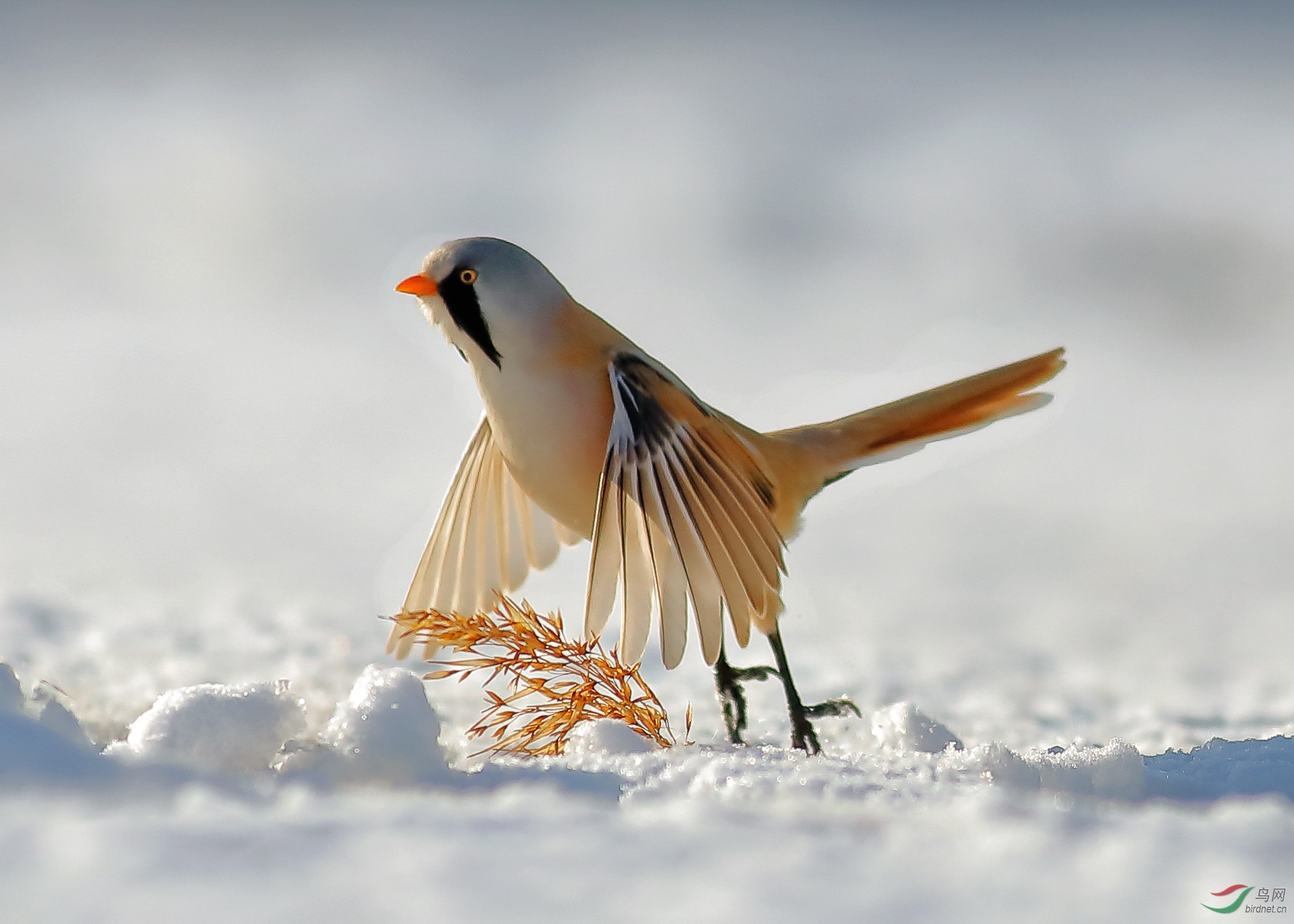 雪中飞