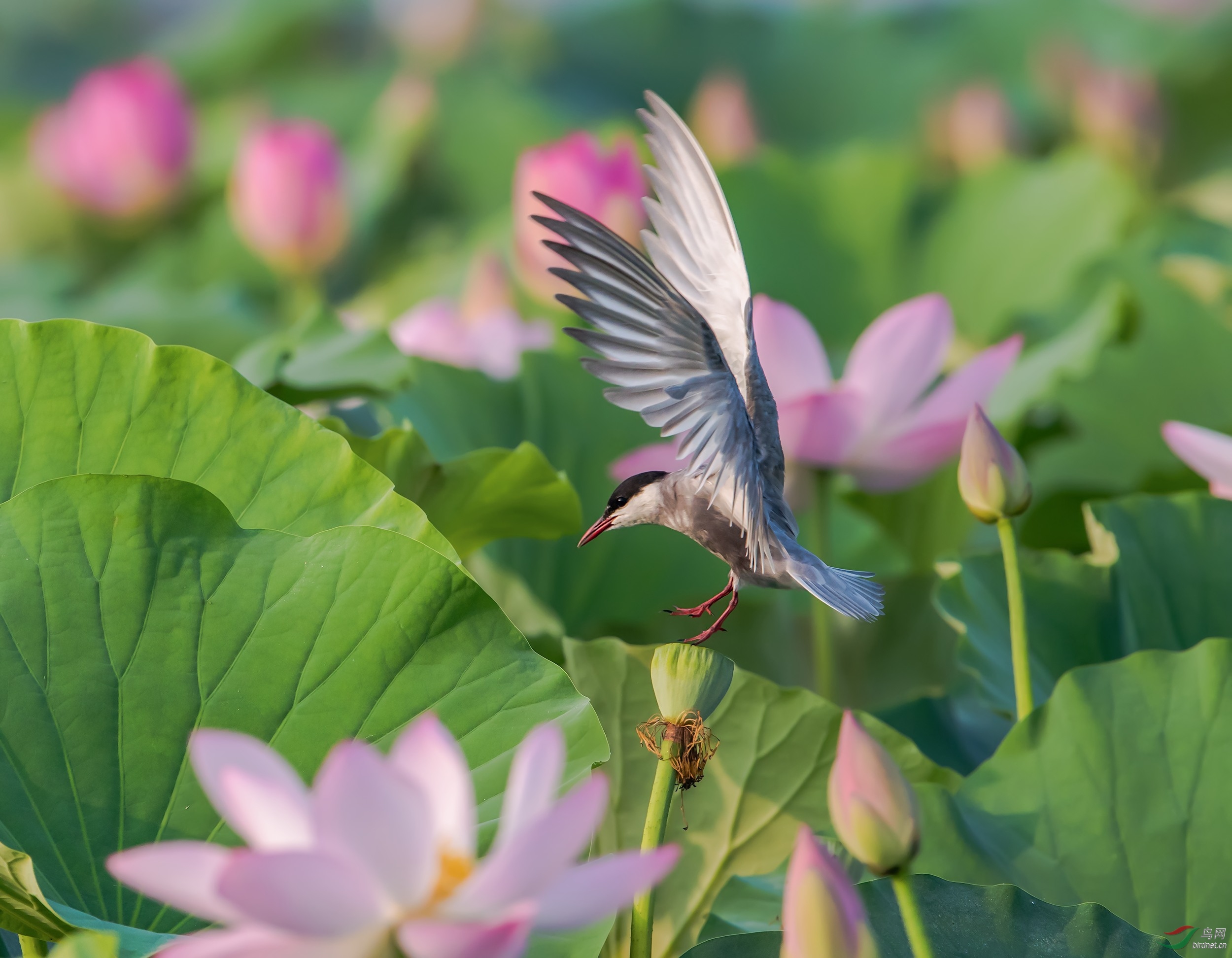 荷花鸟