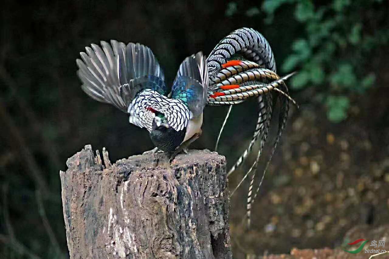 白腹锦鸡