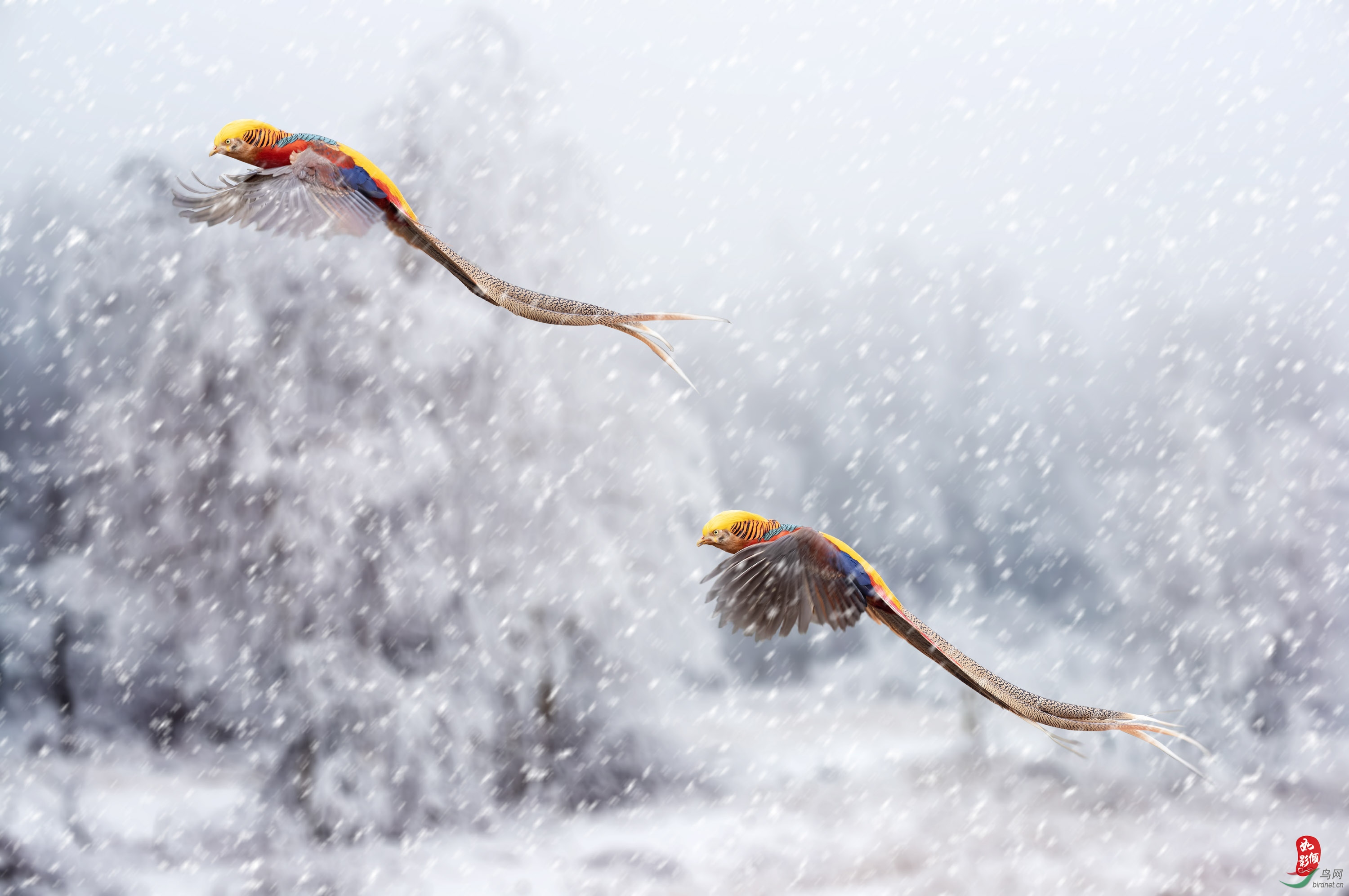 雪花纷飞红鸡飞舞