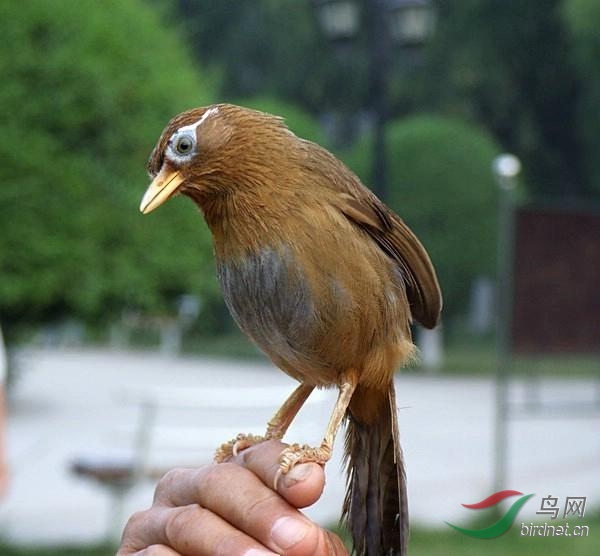 如何根据画眉鸟的毛衣来区分画眉鸟的好坏呢