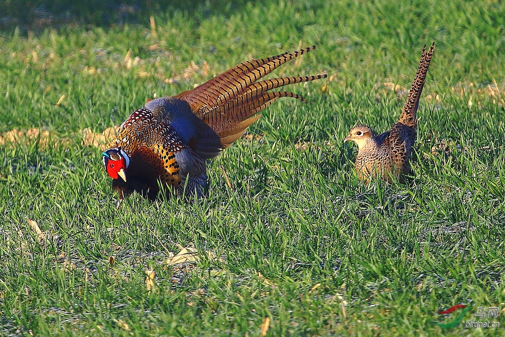 求偶--环颈雉鸡