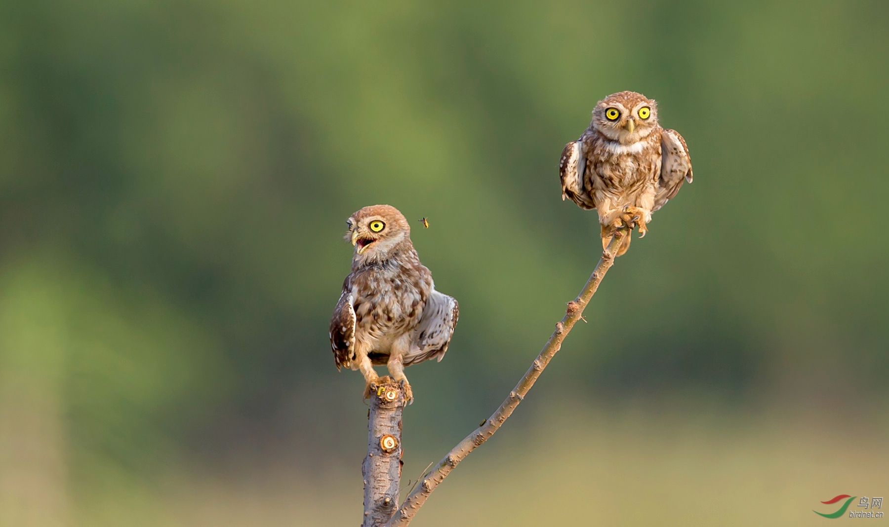 聆听--纵纹腹小鸮