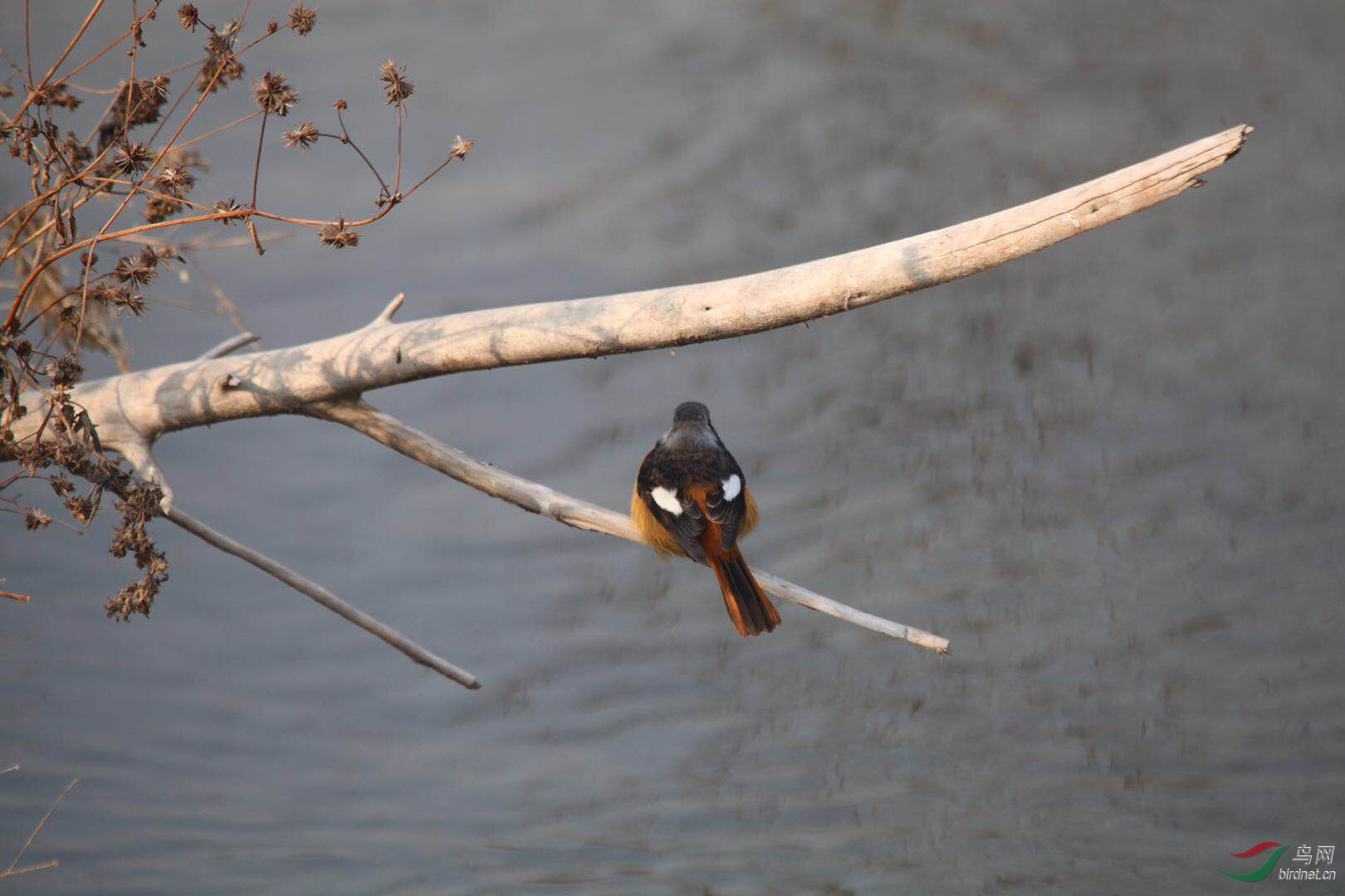 2019新年起飞,飞向幸福的大自然