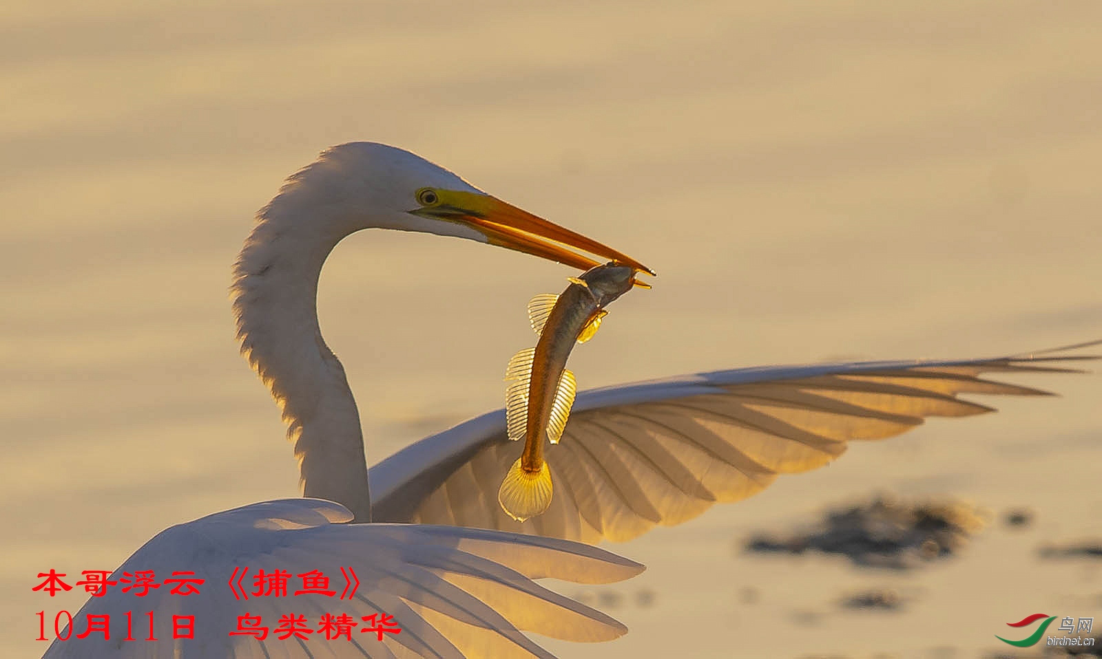 10-11本哥浮云鸟类精华《捕鱼.jpg