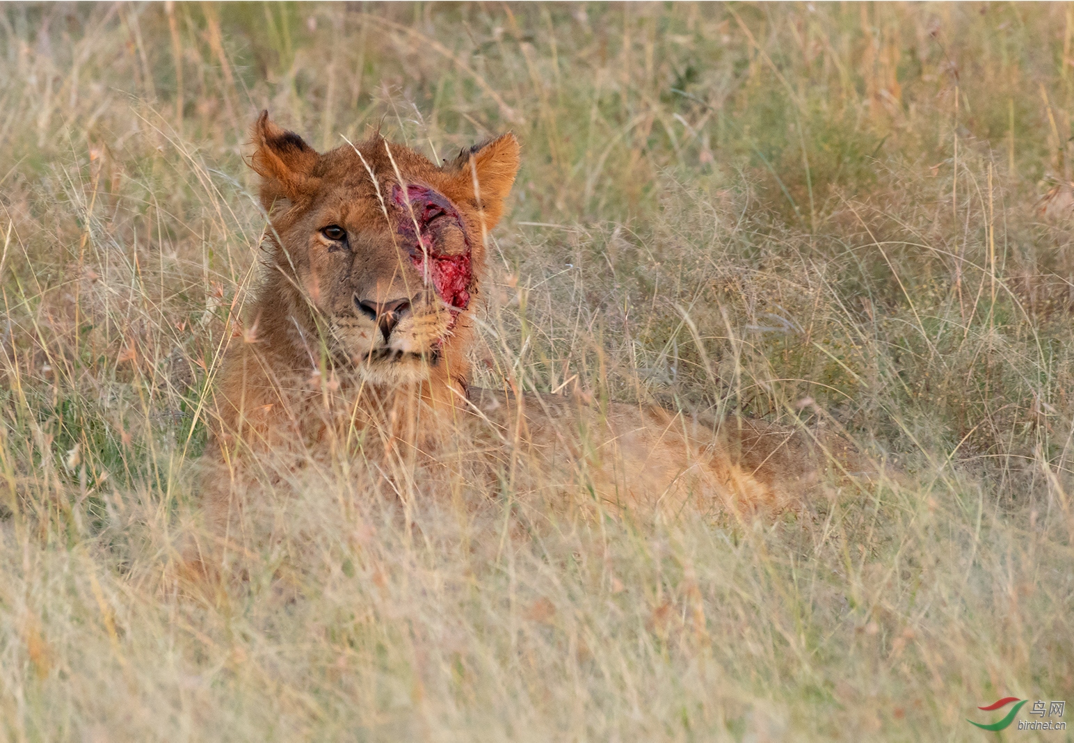 初探南非野生动物——镜头中的狮群故事