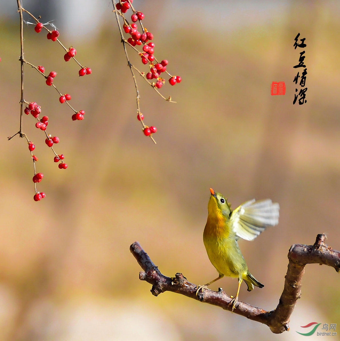 《红豆情深》:小小相思鸟