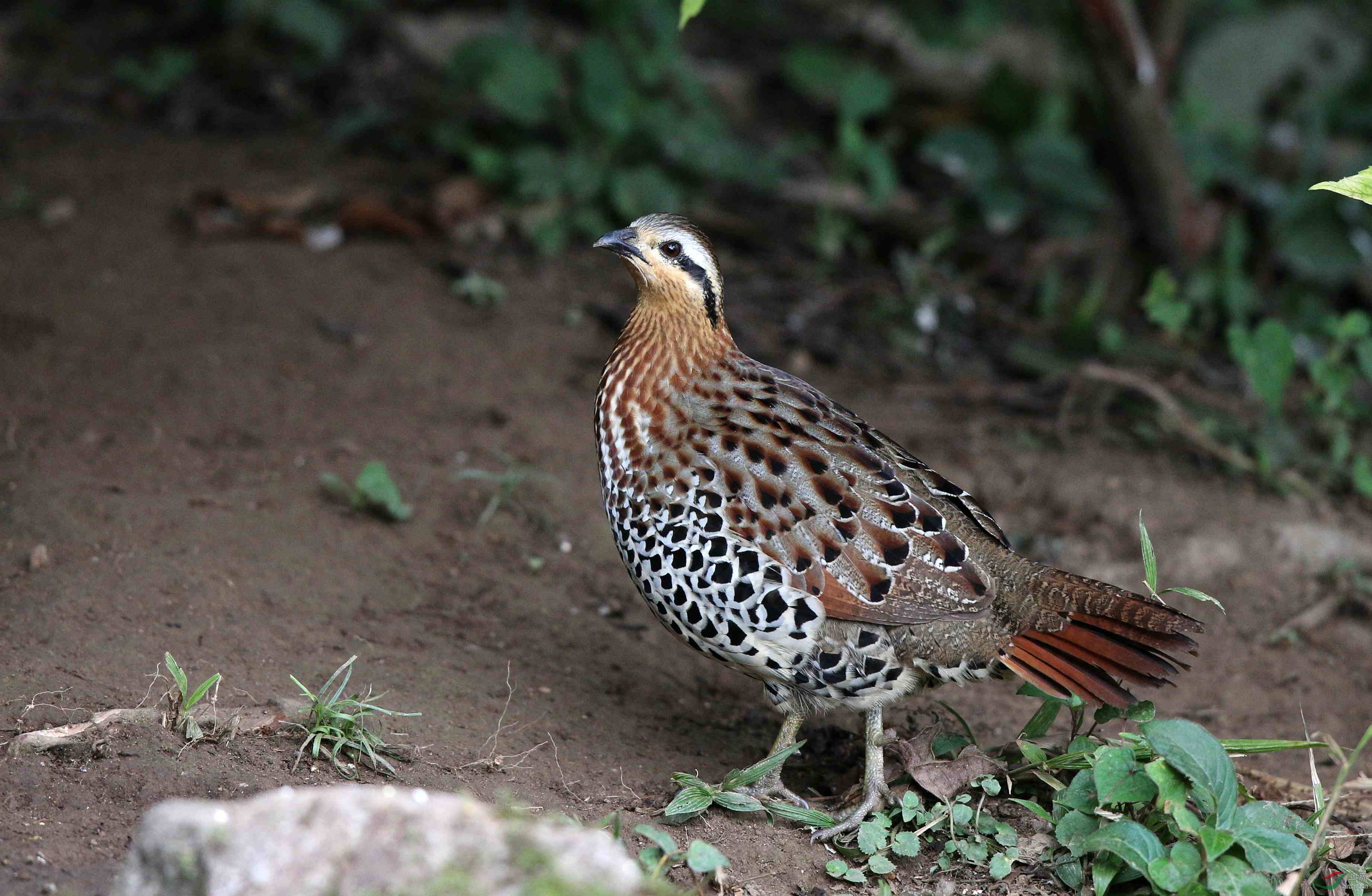 棕胸竹鸡