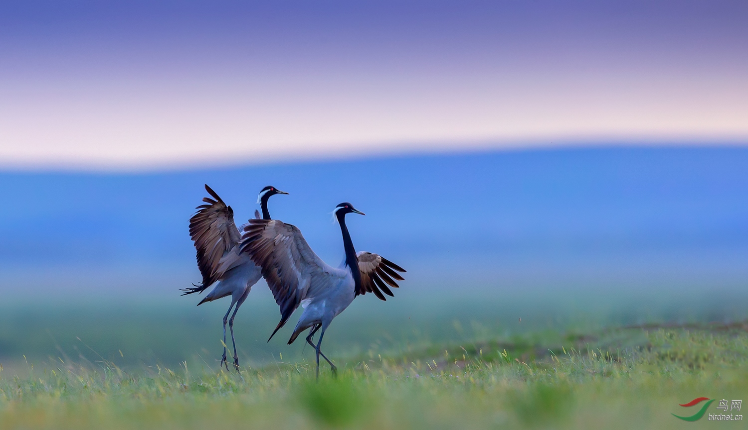 翩翩起舞热烈祝贺荣获每日一图!