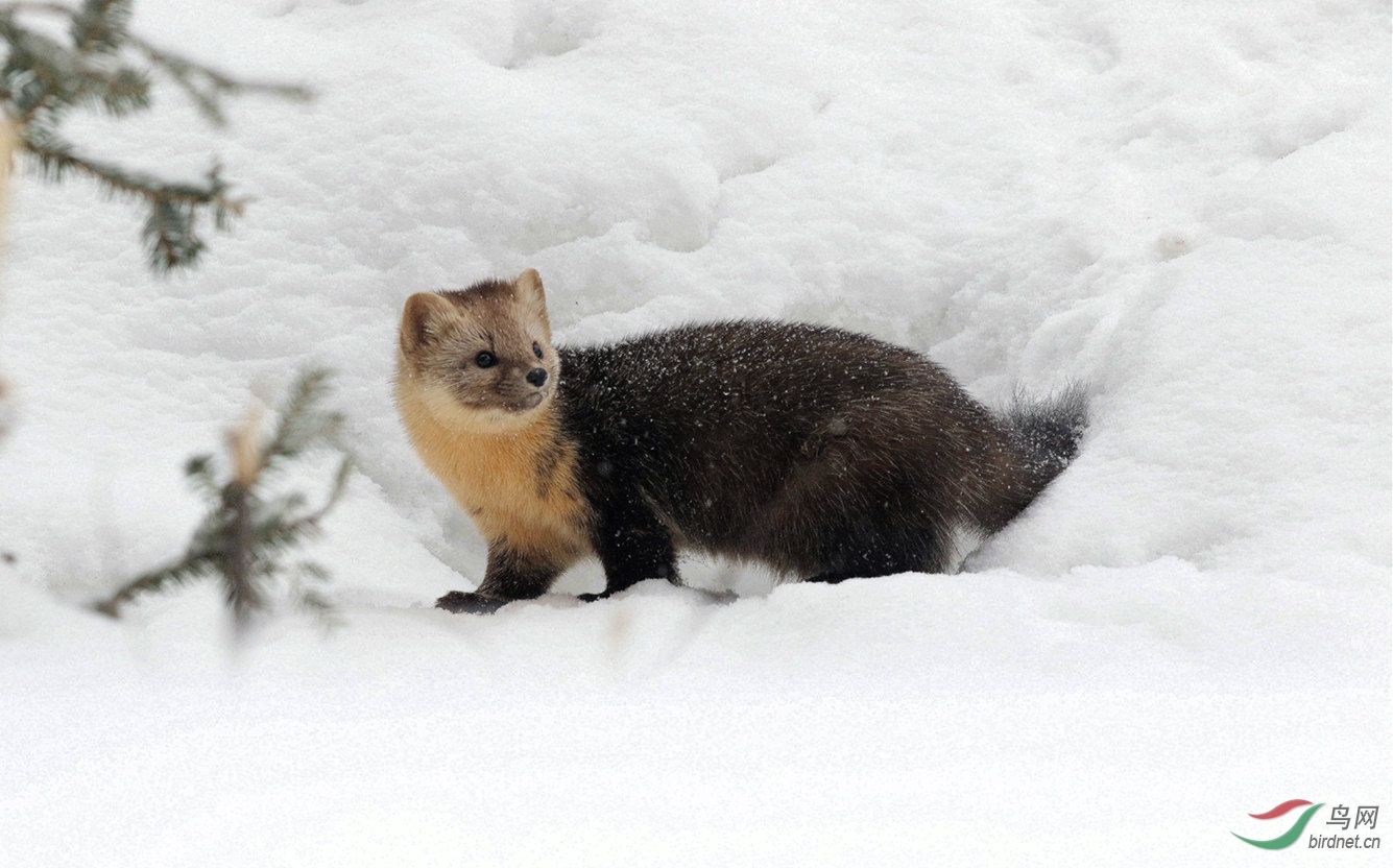 飘雪的紫貂