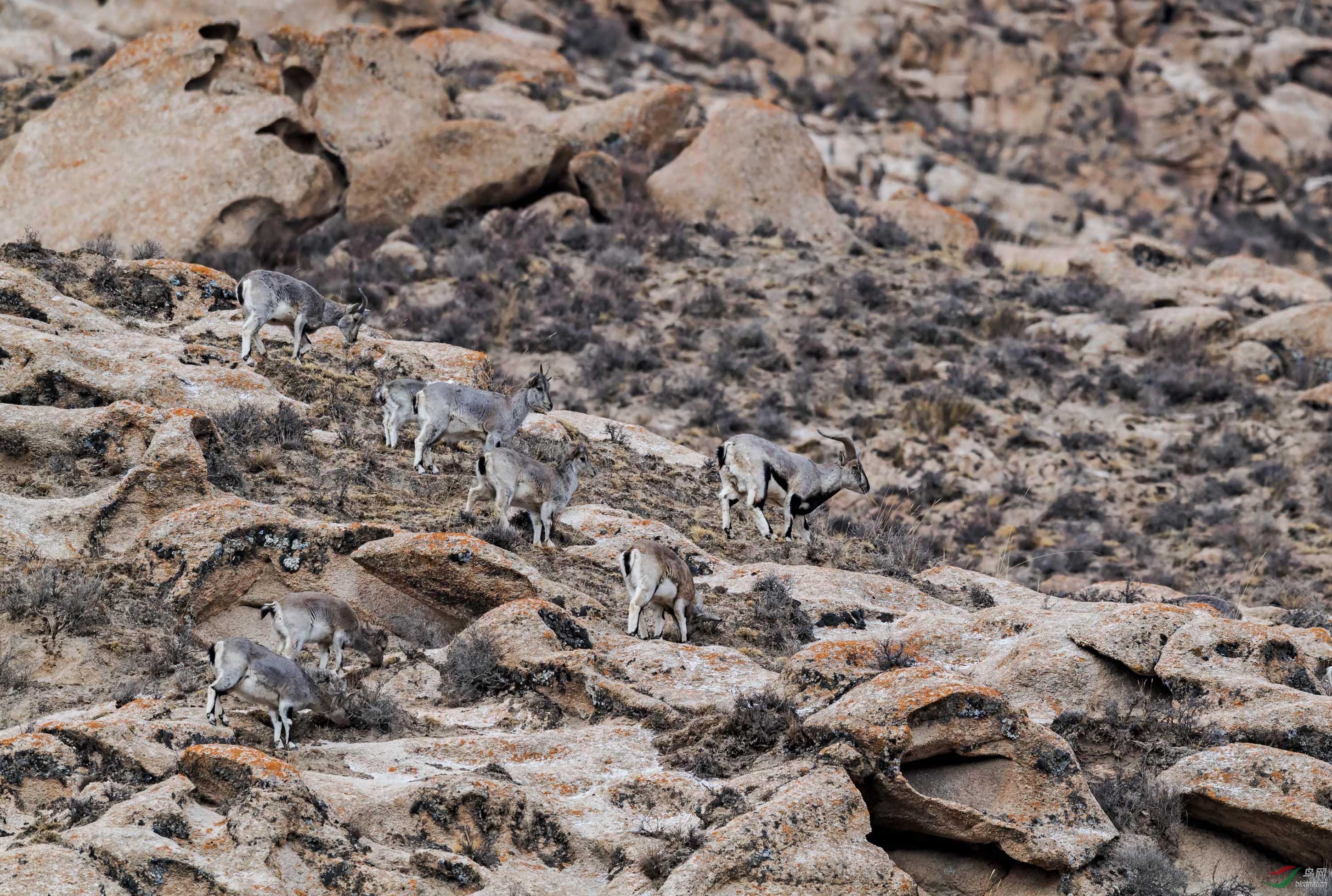 【看图说画】岩羊家族