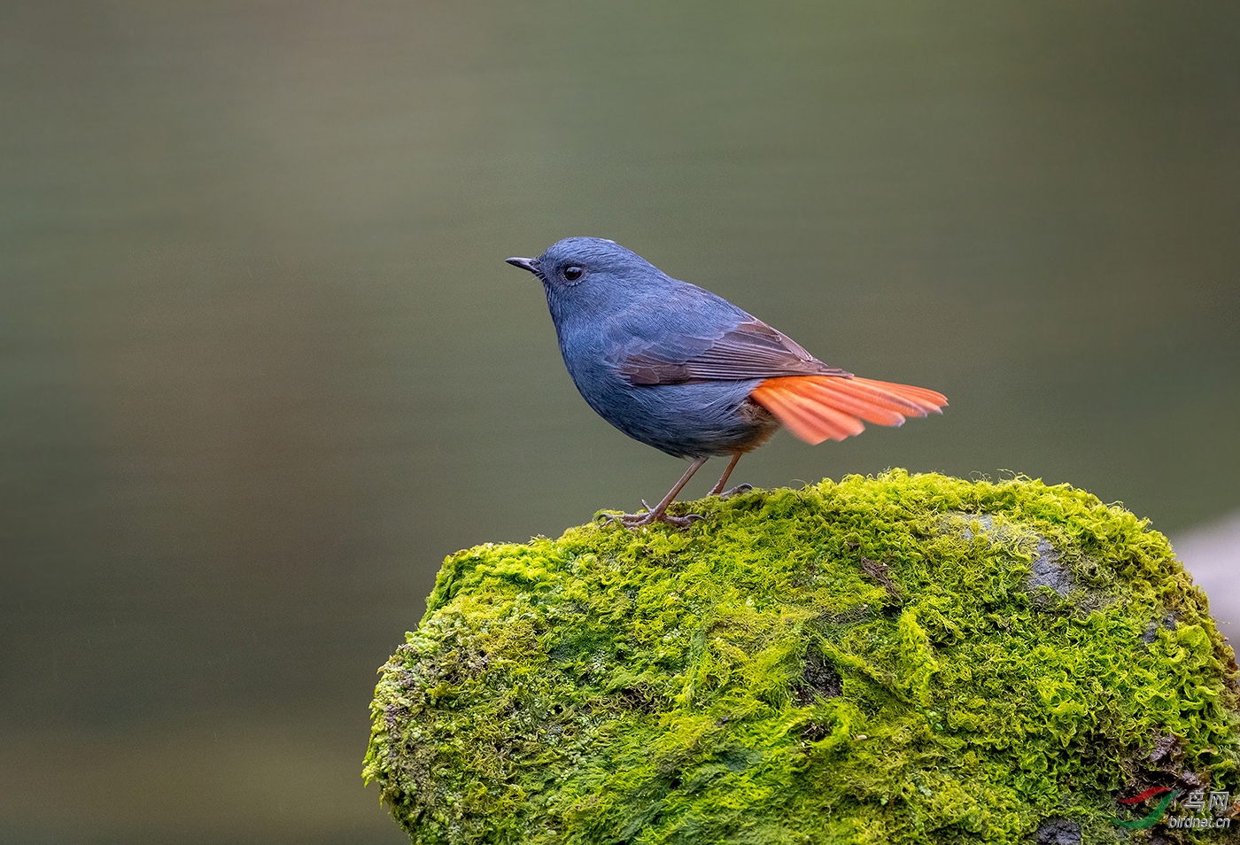 红尾水鸲 林鸟版 鸟网