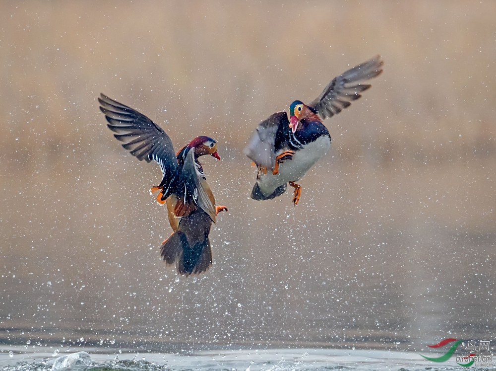 在天愿作比翼鸟搞笑版