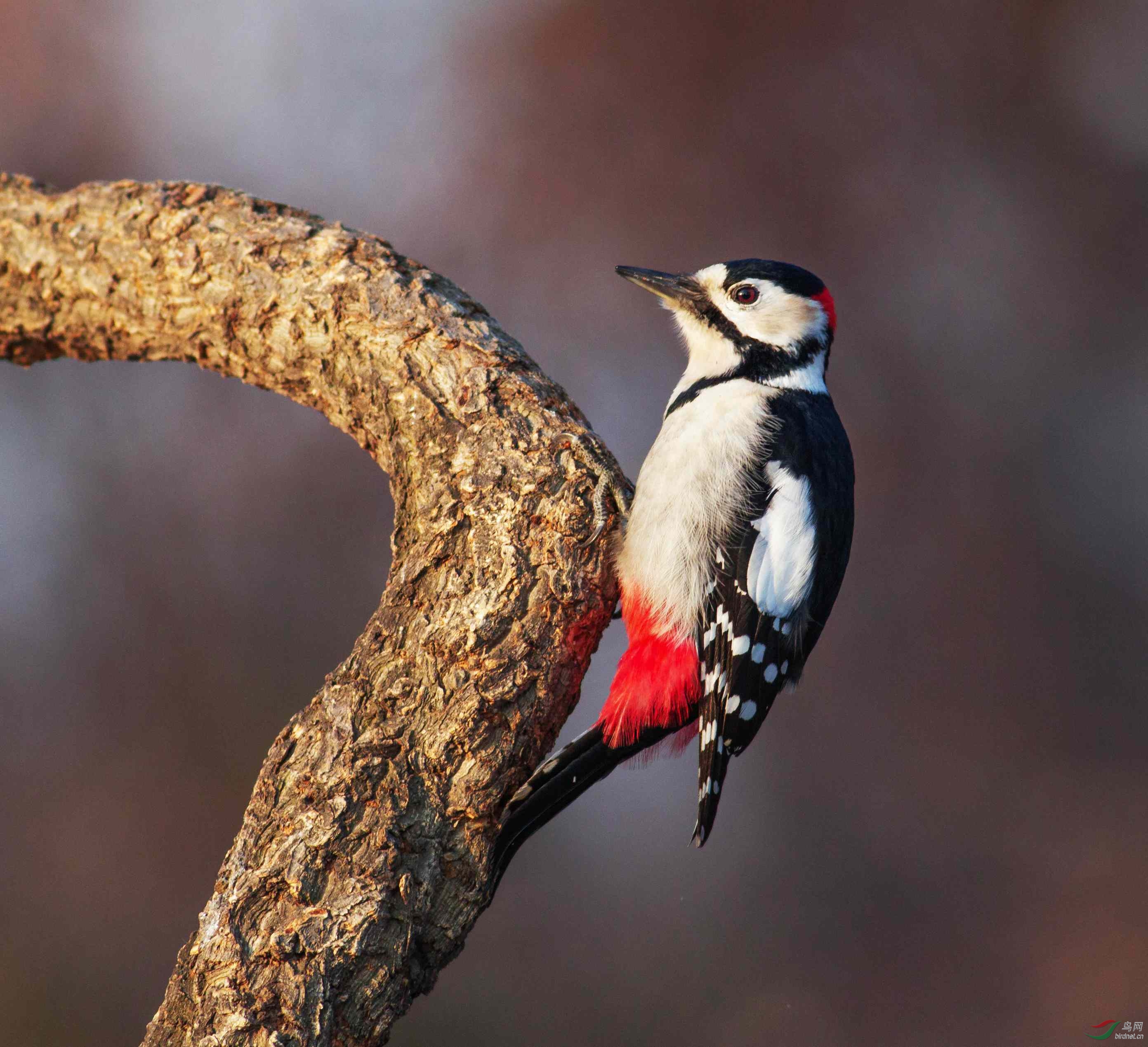 大斑啄木鸟|爱吃肥肉的大斑啄木鸟