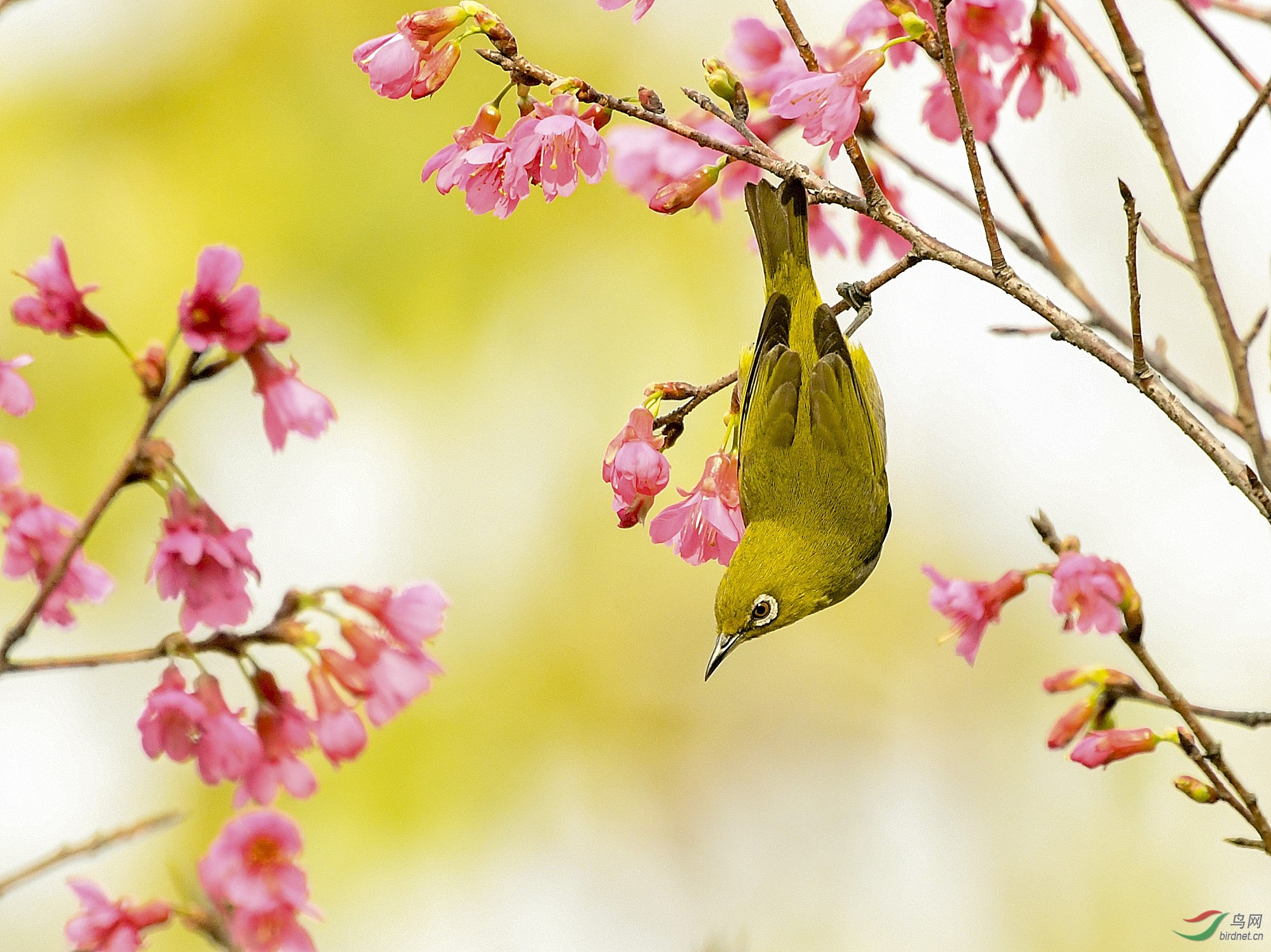 万紫千红总是春猜一成语_万紫千红总是春图片