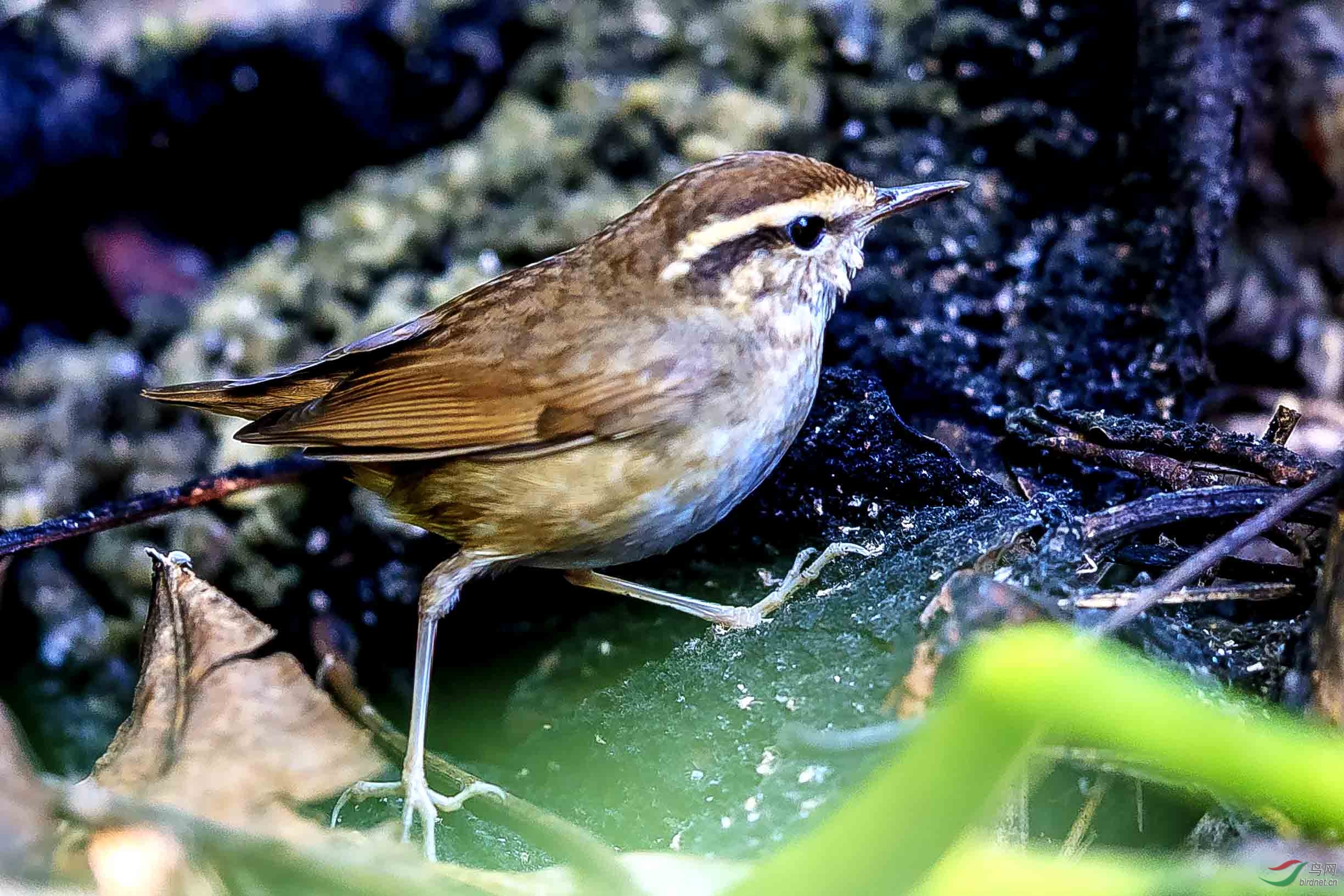 鳞头树莺