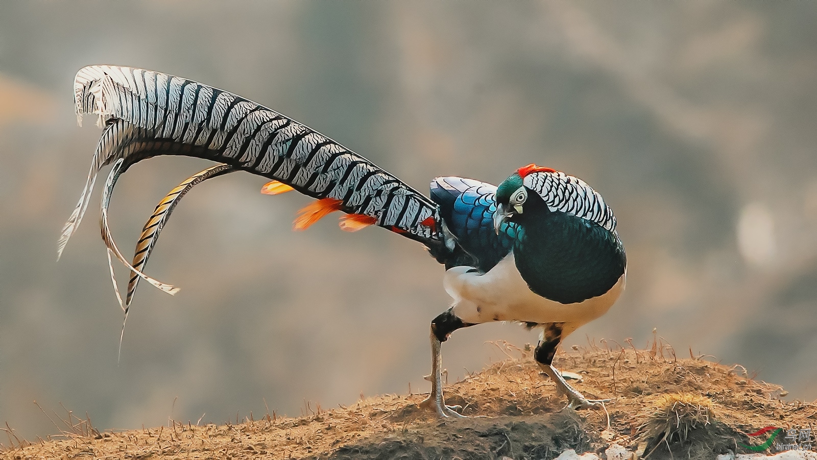 白腹锦鸡