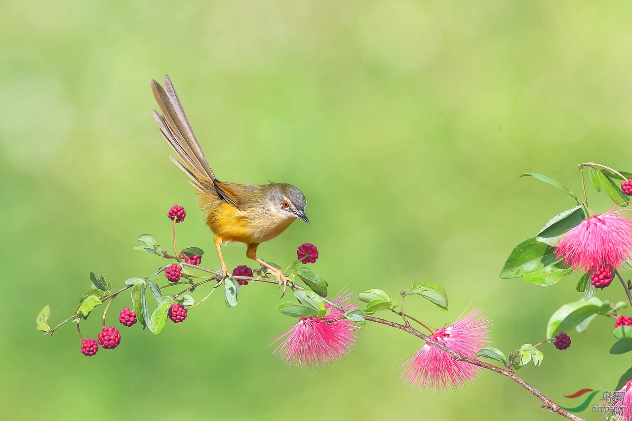 花上探春 黄腹鹪莺(祝贺老师荣获首页精华)