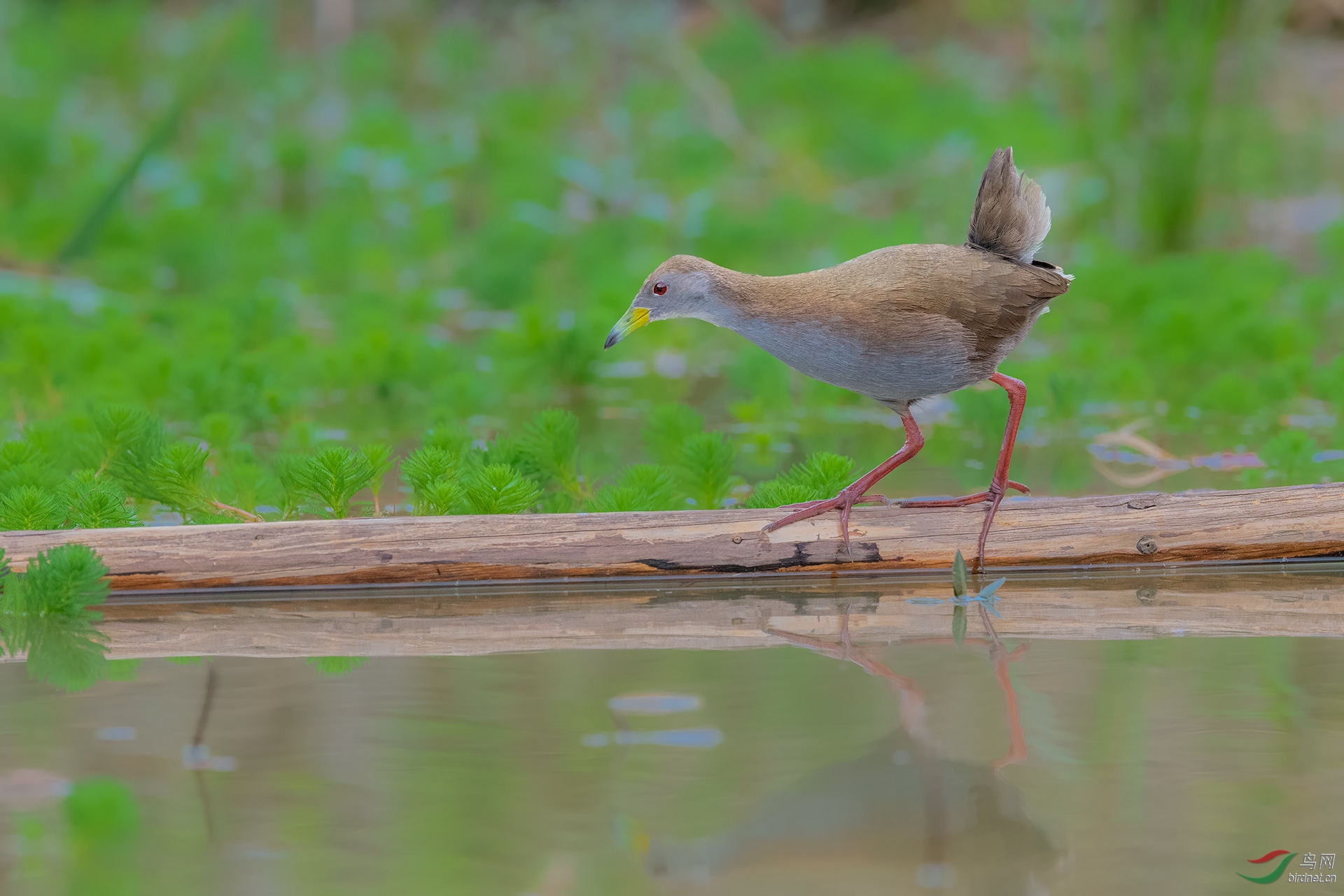 红脚斑秧鸡