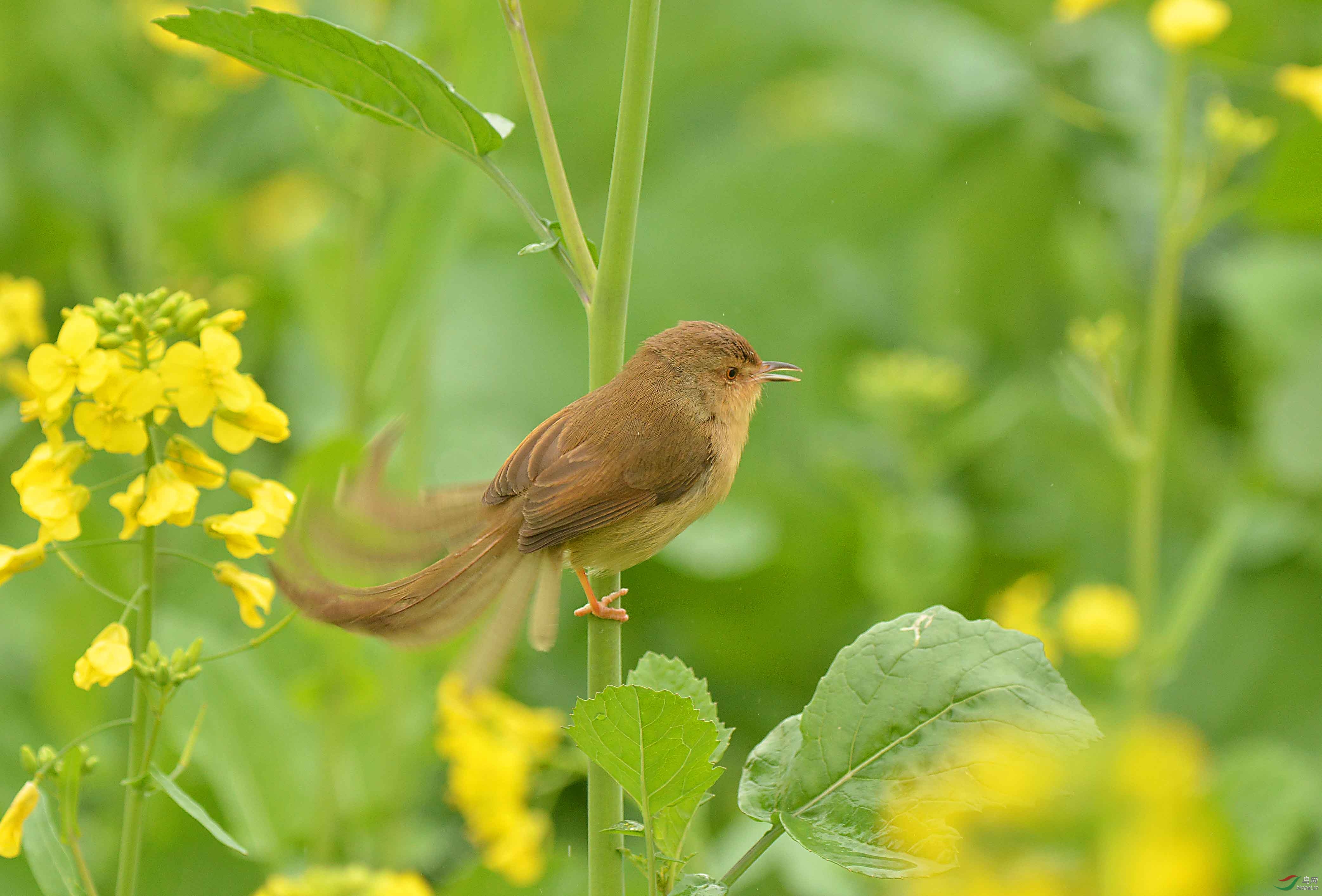 莺花