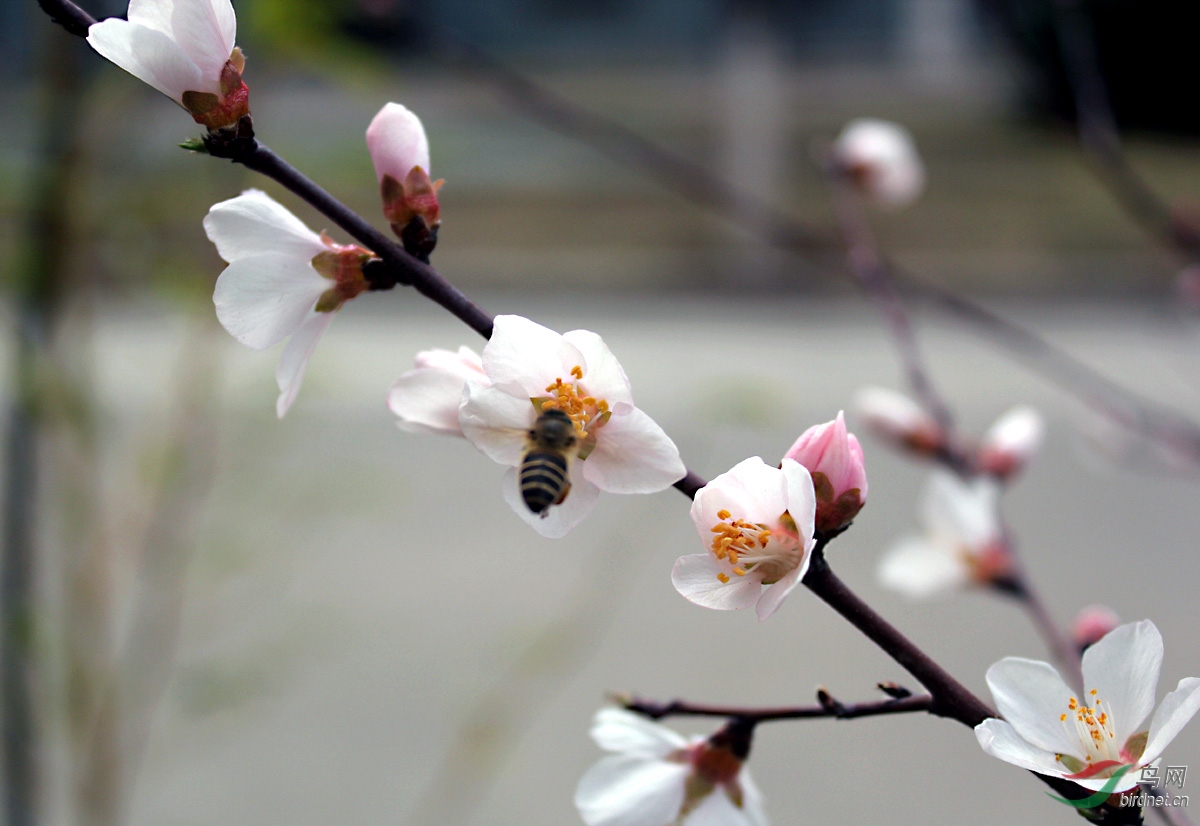 山桃花