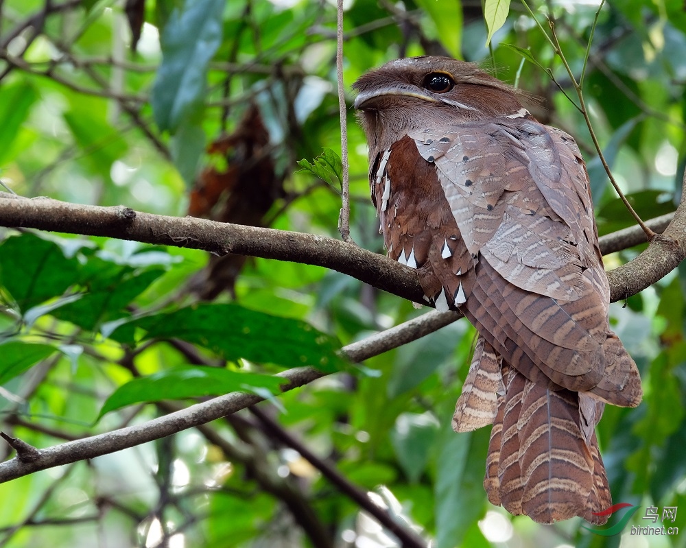 大蟆口鸱 large frogmouth