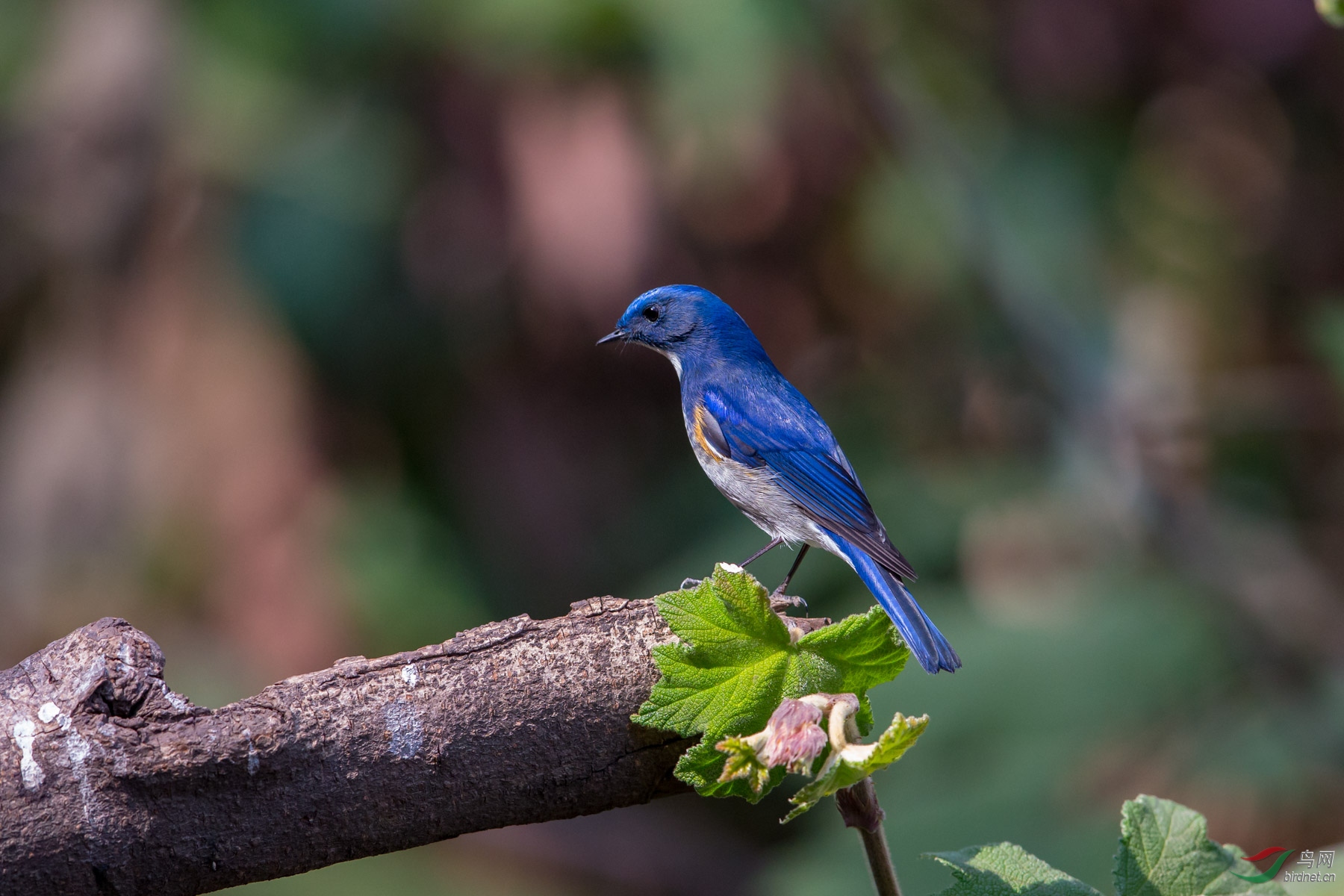 us,英文名:himalayan bluetail)是的鸟类,英文名直译为喜马拉雅蓝尾鸲