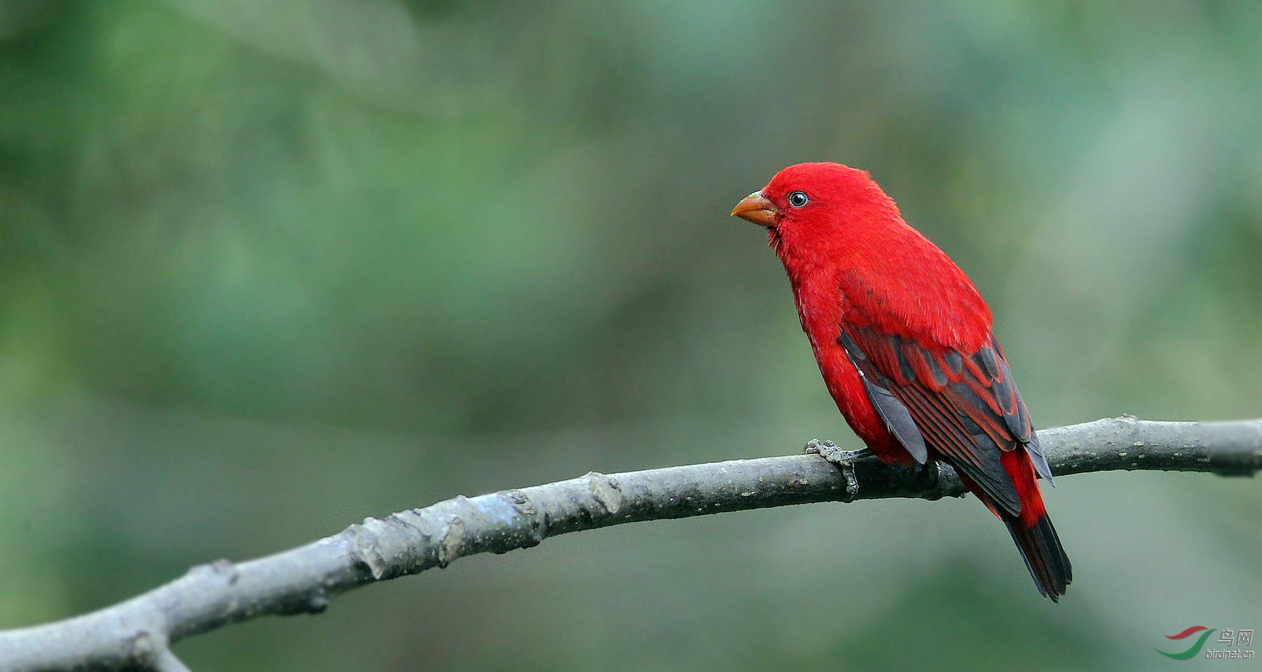 蓝色血的鸟 205112fe8732g7cjjtyjli.jpg