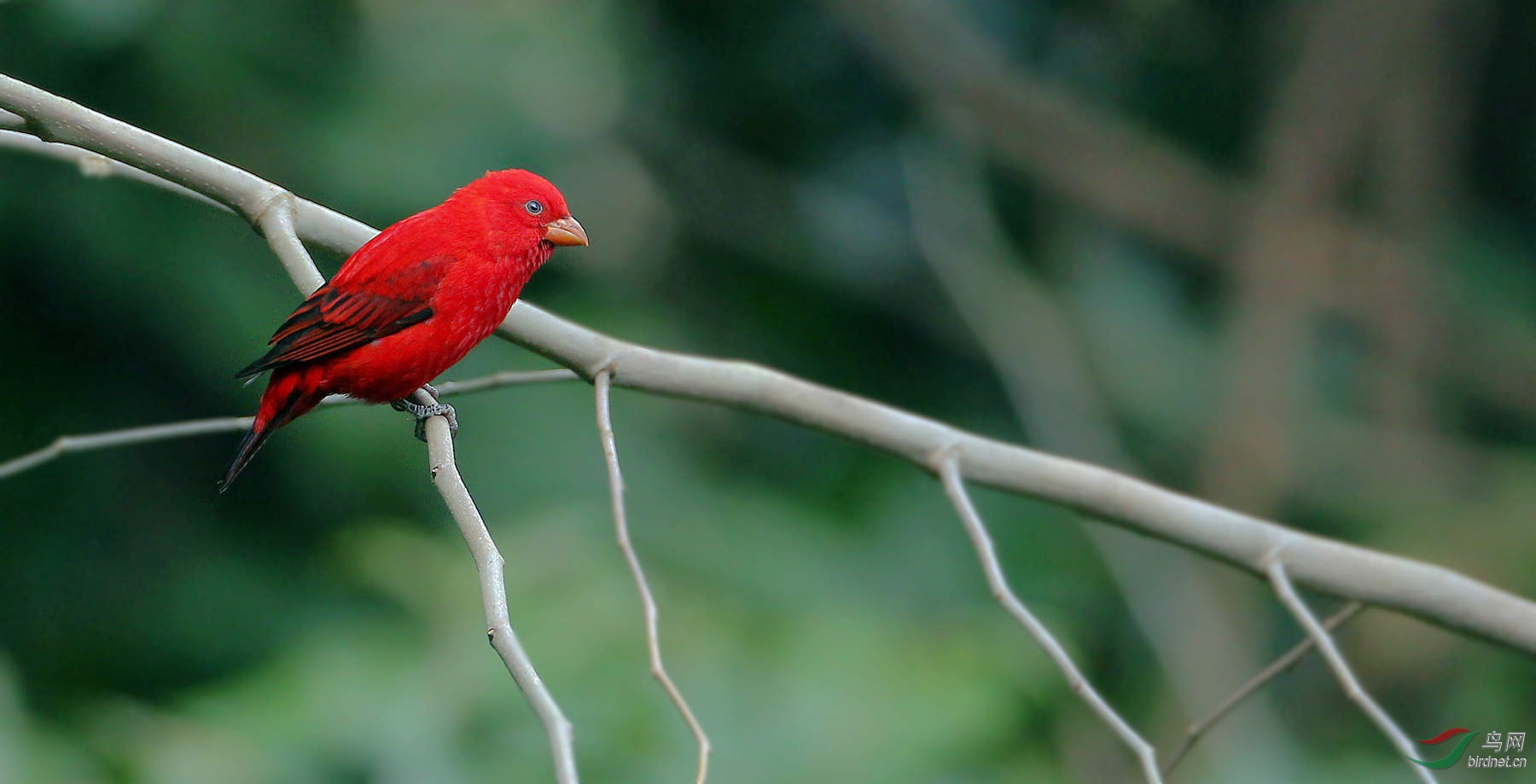 蓝色血的鸟 205114xbptapgtoqocp92d.jpg