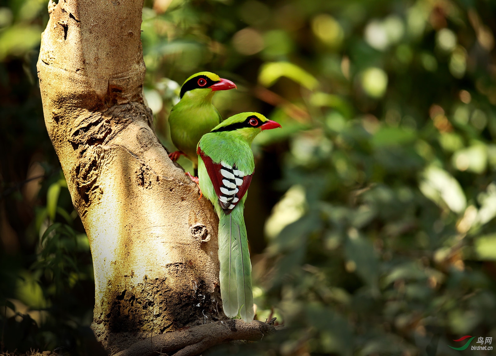 树上的鸟儿成双对出自哪个曲目 194830ejpusu0wmufu50u5.jpg