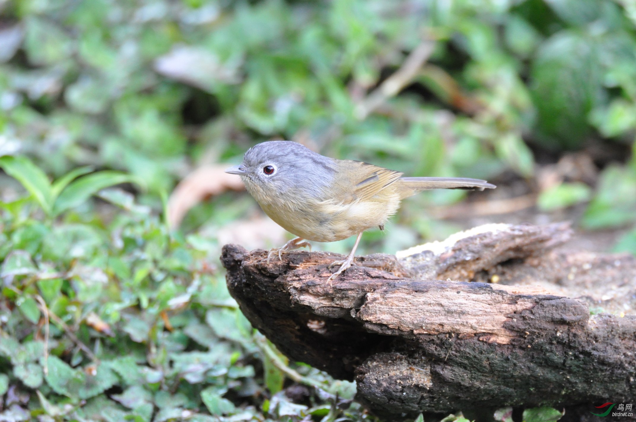 灰眶雀鹛_云南保山百花岭_20190226.ppg