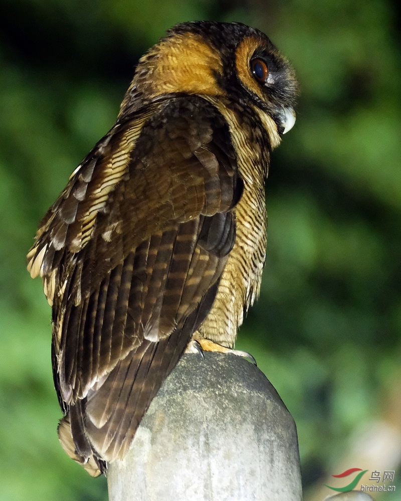 褐林鸮 brown wood-owl