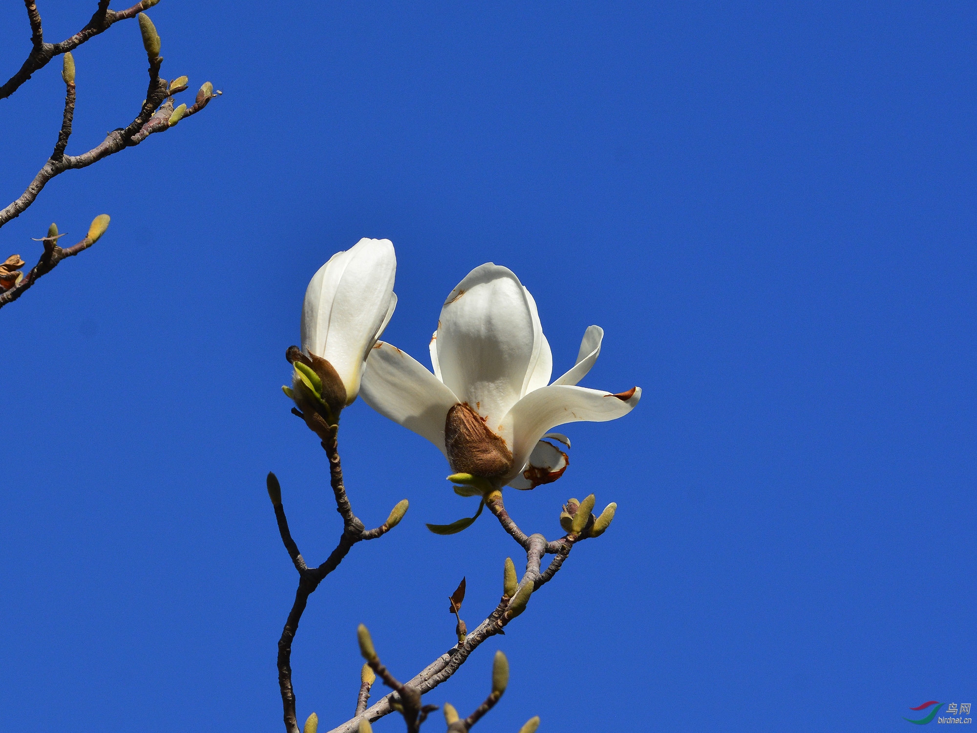 玉兰花