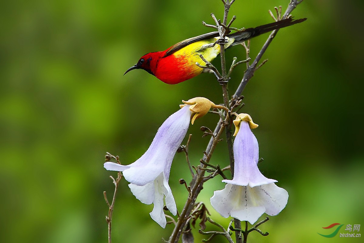 桐花凤