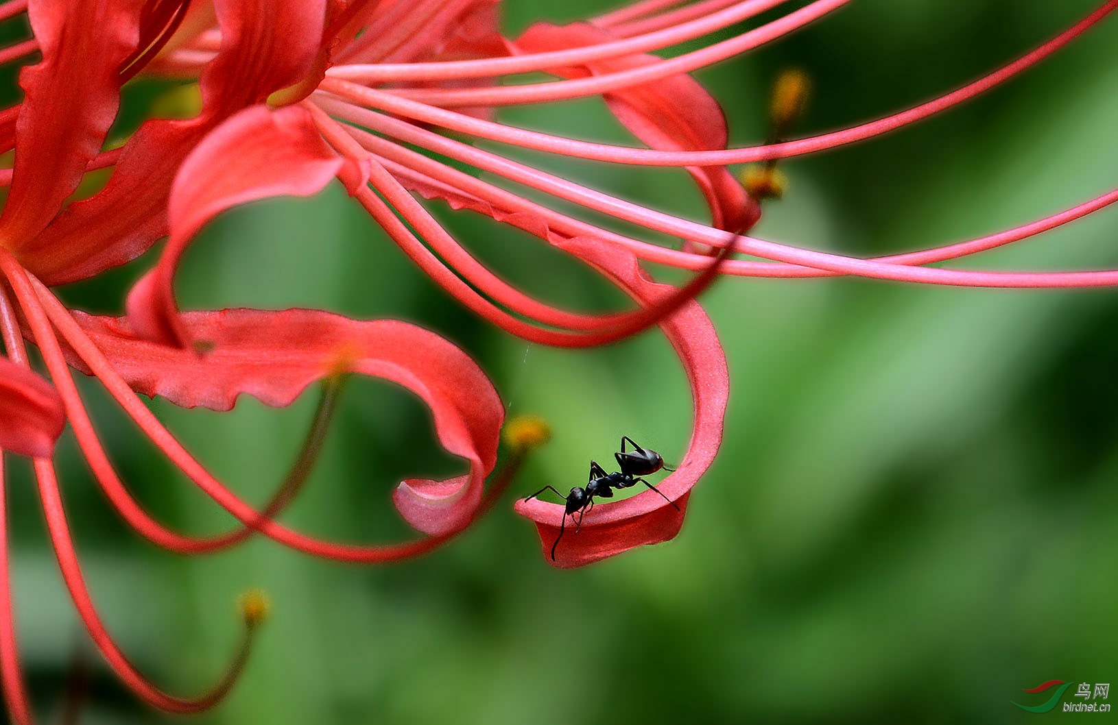 龙爪花