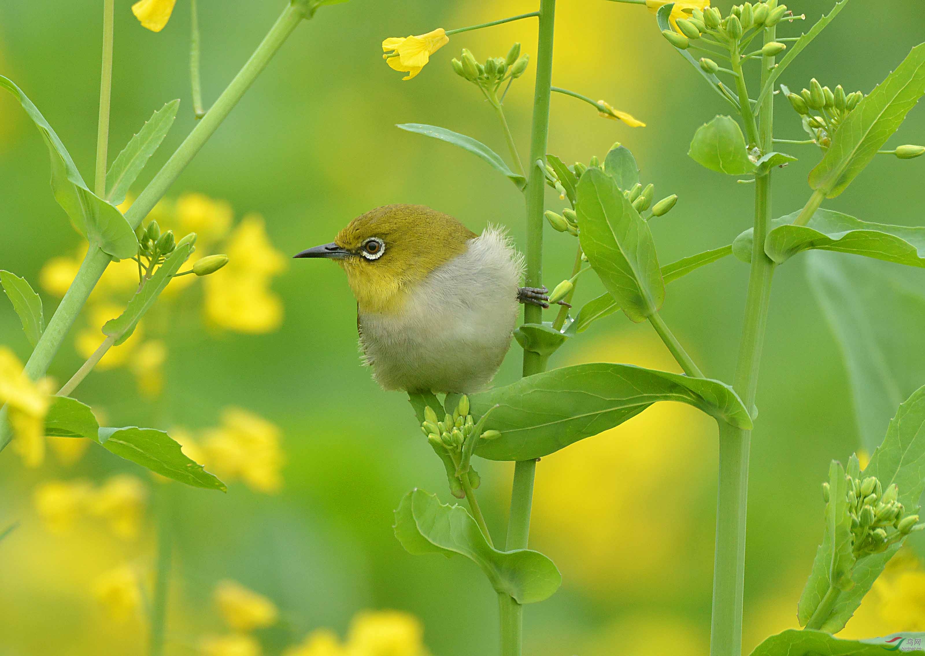 油菜花季中的小鸟们