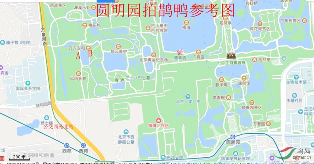 圆明园拍鹊鸭