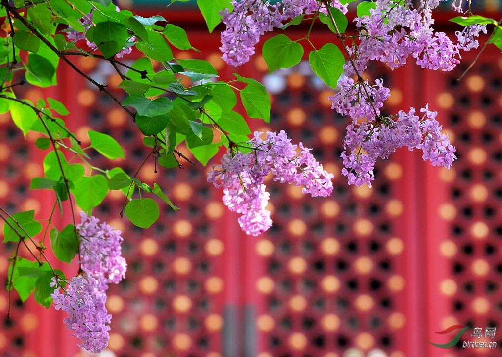 闻香赏游法源寺-丁香花