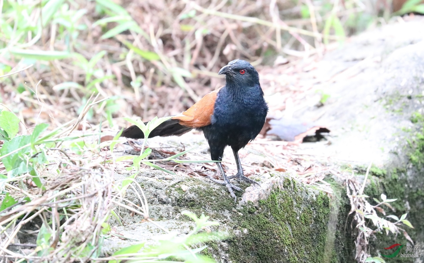 褐翅鸦鹃