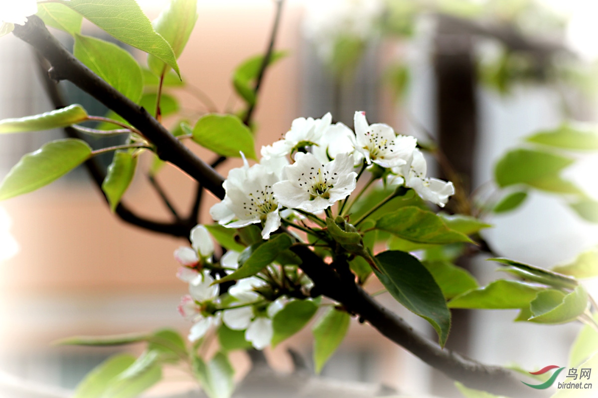 花卉欣赏梨花