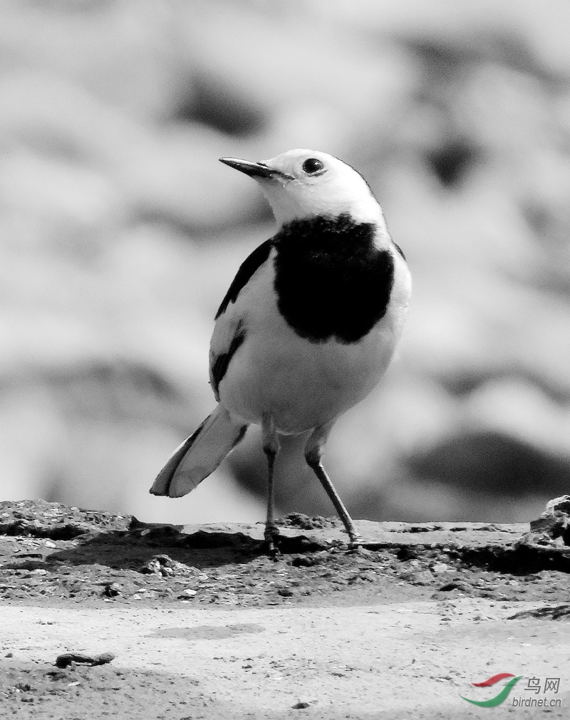 白鹡鸰 - 黑白影像 鸟网