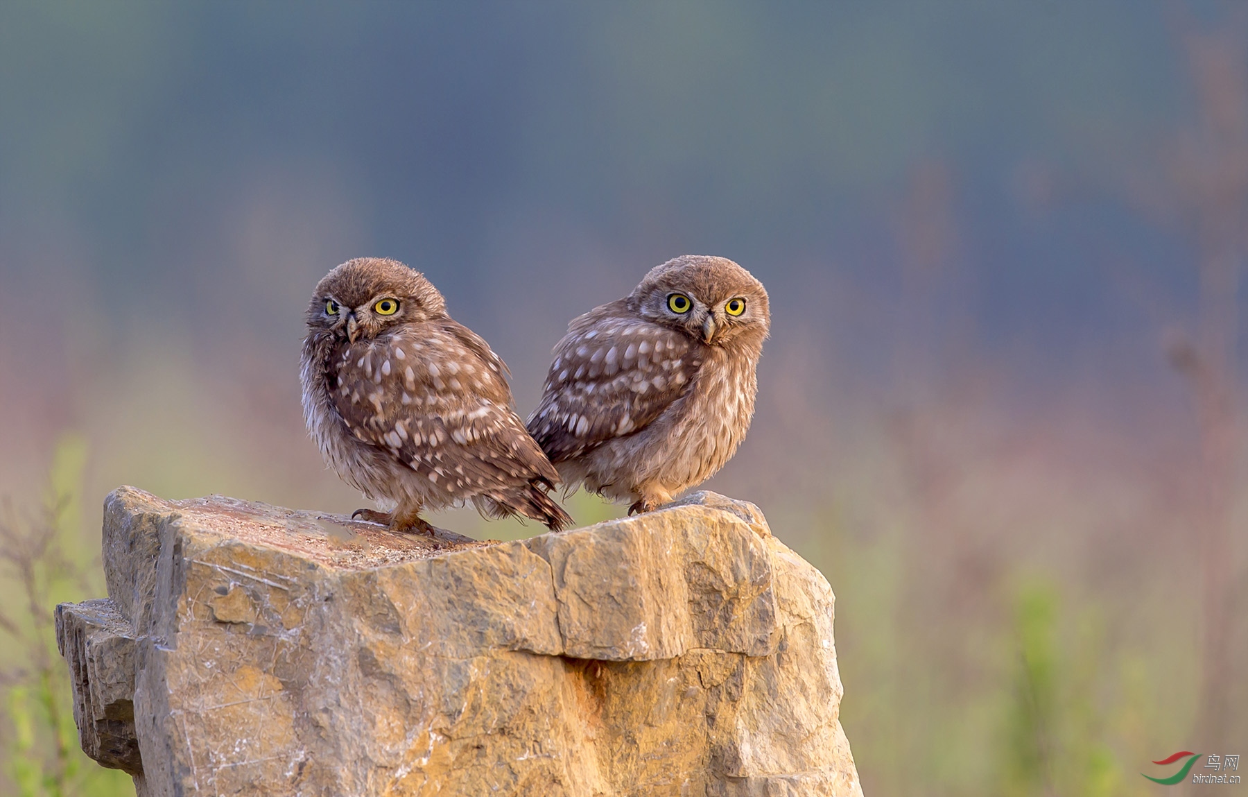 小哥俩--纵纹腹小鸮