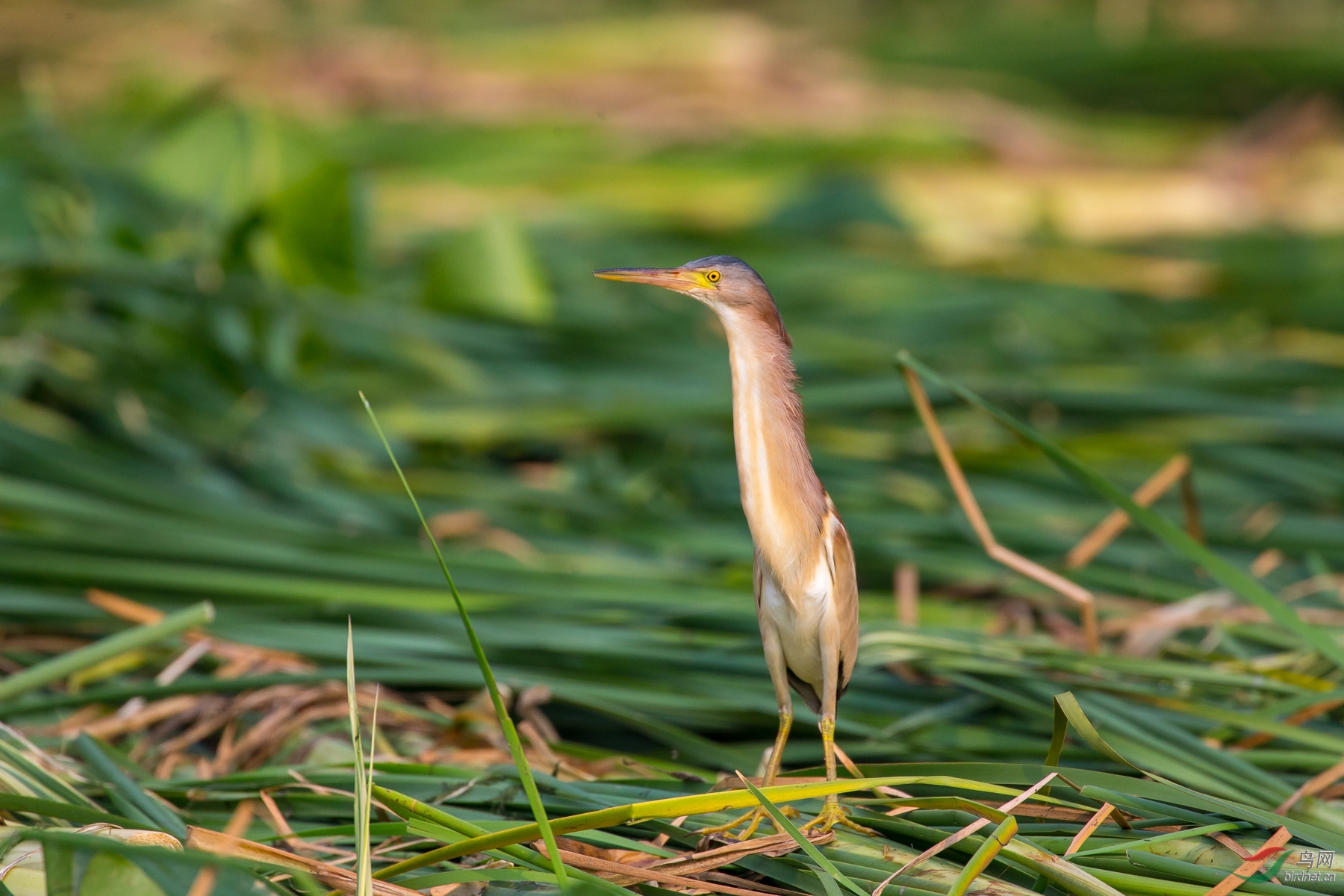 黄苇鳽