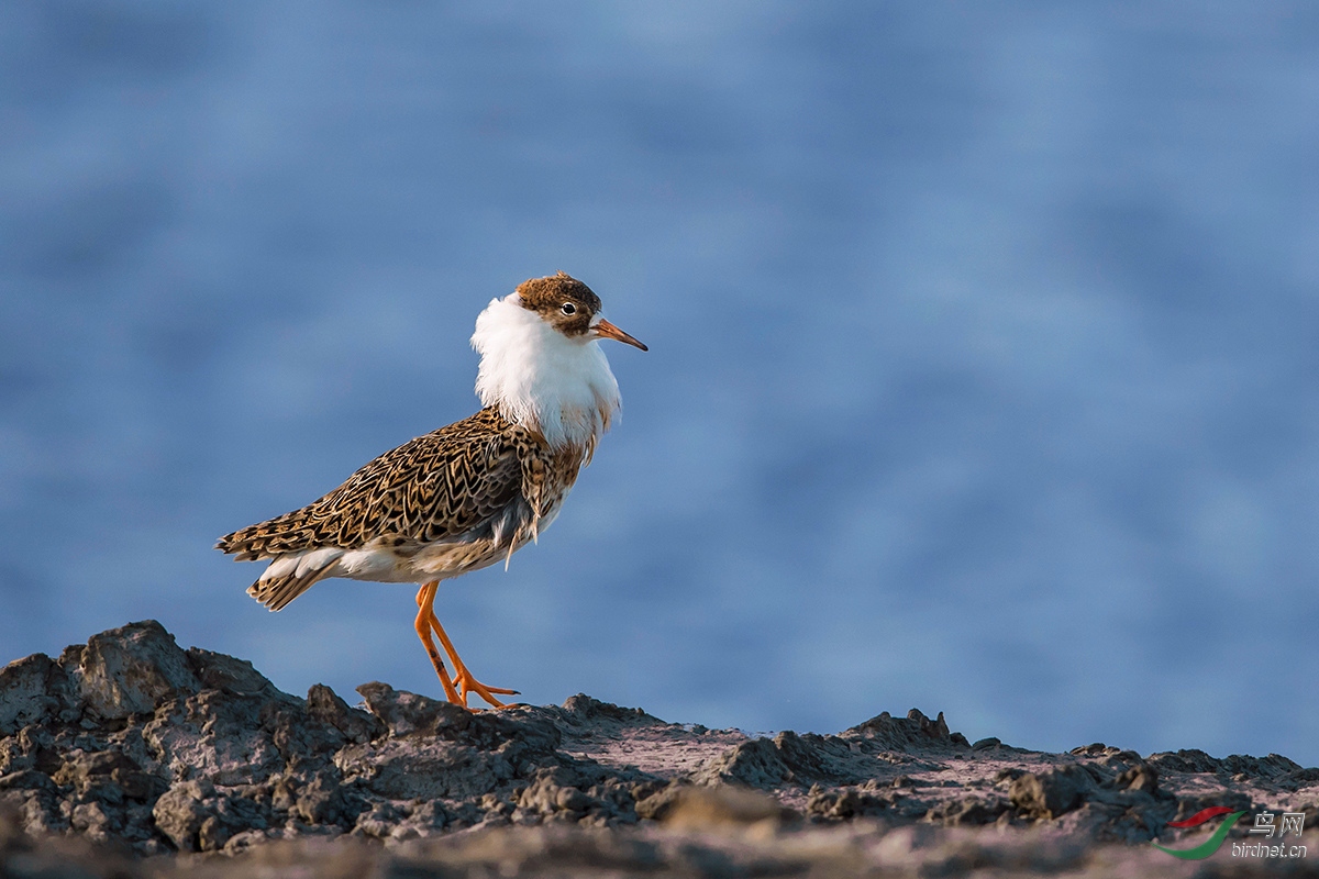 流苏鹬(祝贺荣获首页鸟类精华)