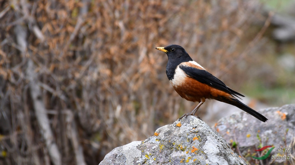 dsc_8696棕背黑头鸫.jpg