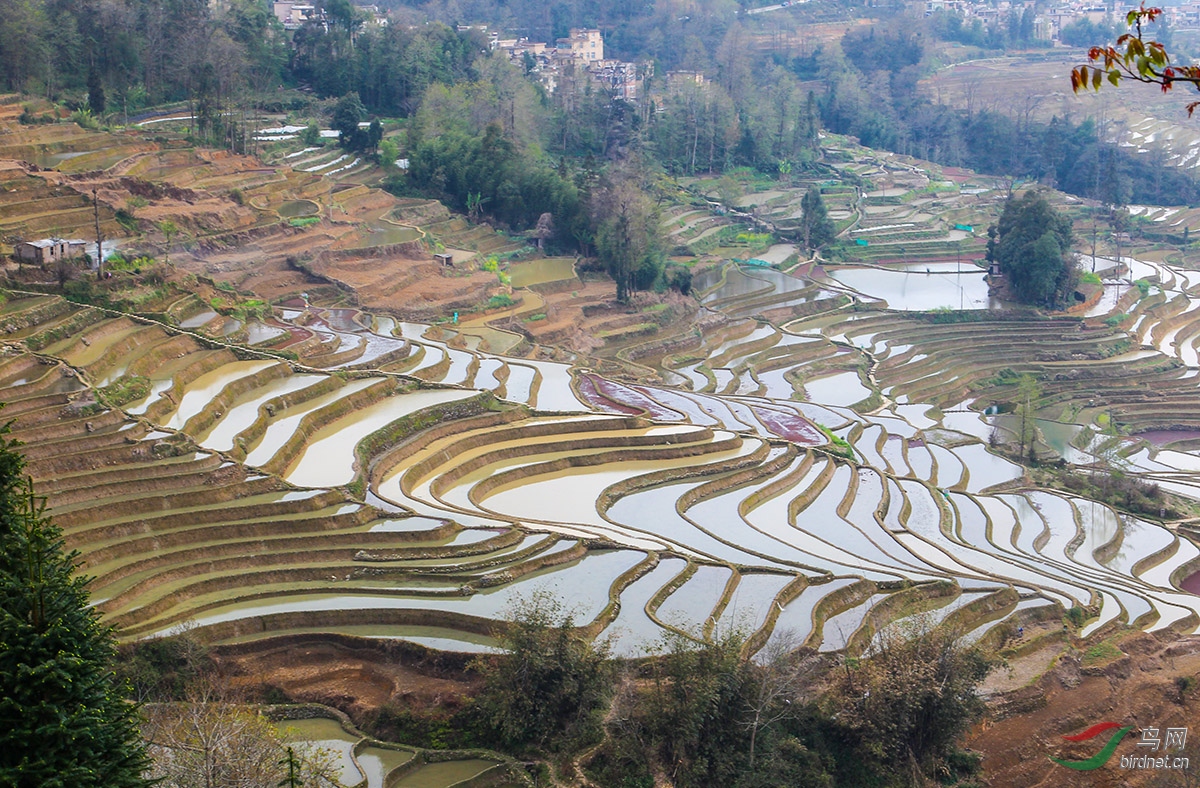 云南红河哈尼梯田7.jpg